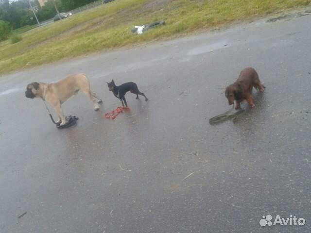 Дрессировка собак. Колпино.Кинолог.Консультация