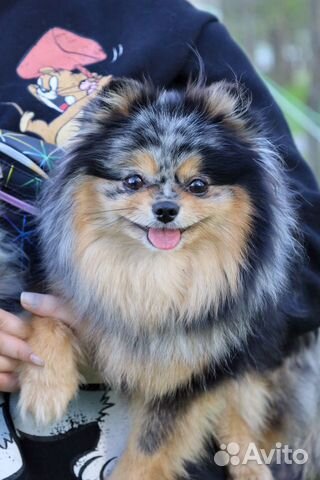 Щенки Шпица Малого и Померанского