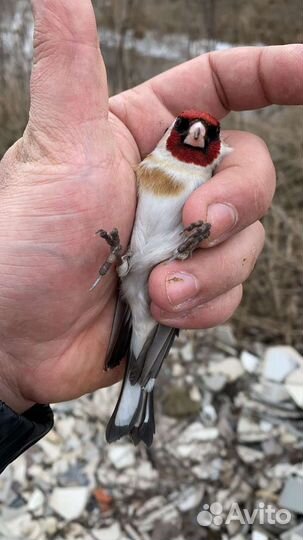 Певчие птицы щегол