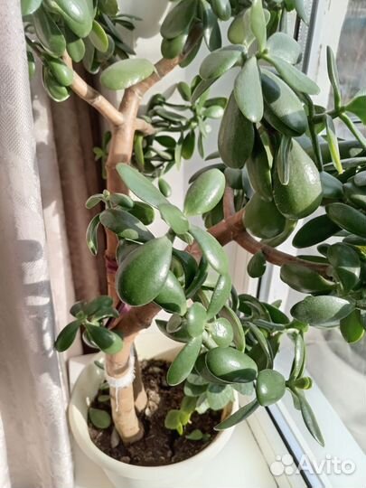 Денежное дерево толстянка