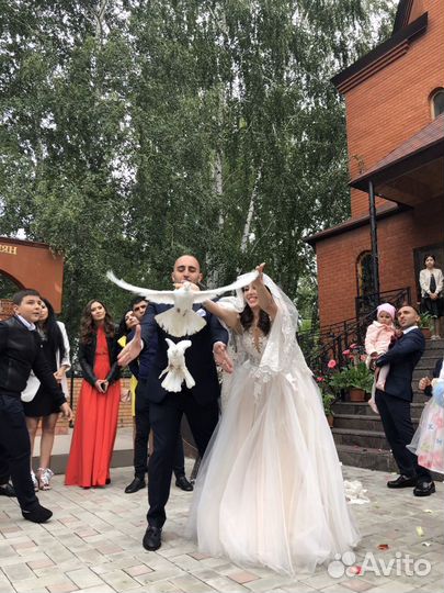 Голуби на свадьбу