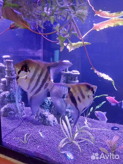 Аквариумные рыбки