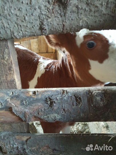 Телочки, бычки