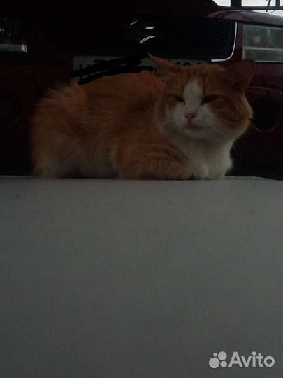 Кот в добрые руки