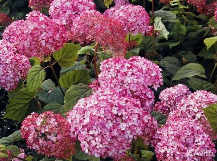 Гортензия Меджикал Дарк пинк
