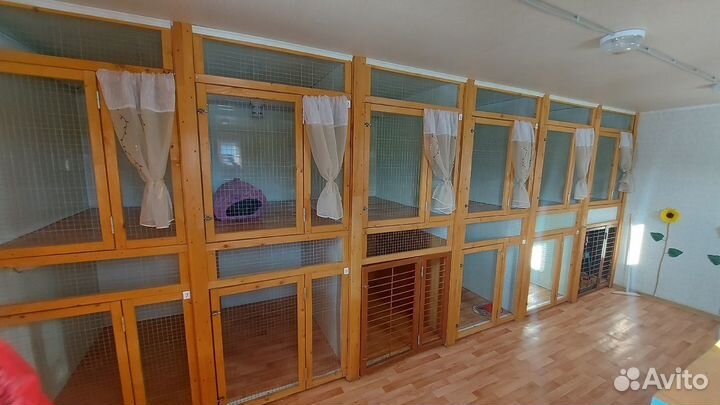 Передержка, зоогостиница