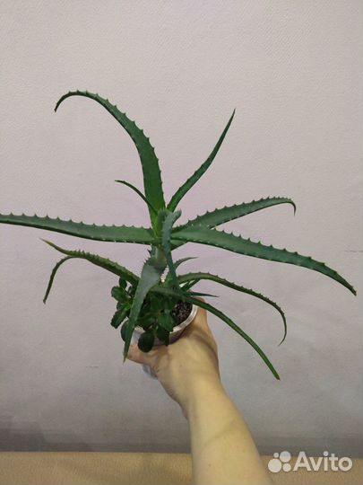 Продам цветы комнатные