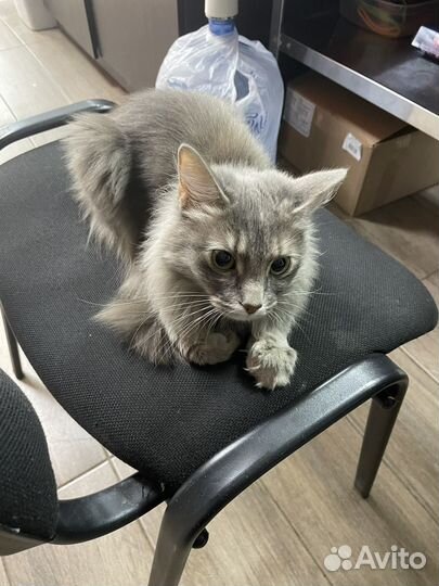 Кошка в дар бесплатно