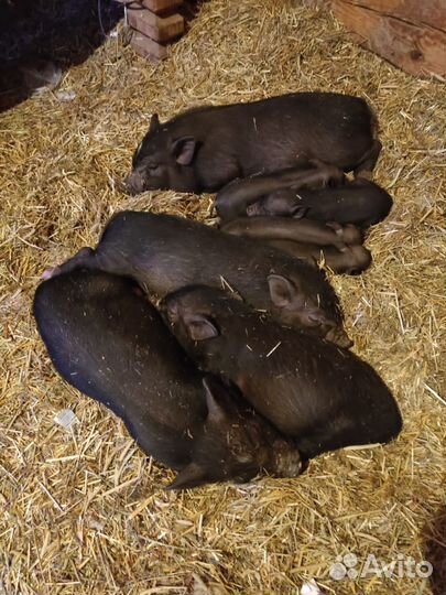 Поросята и свиньи