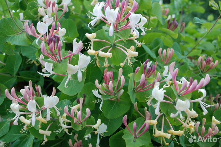 Продам цветы домашние