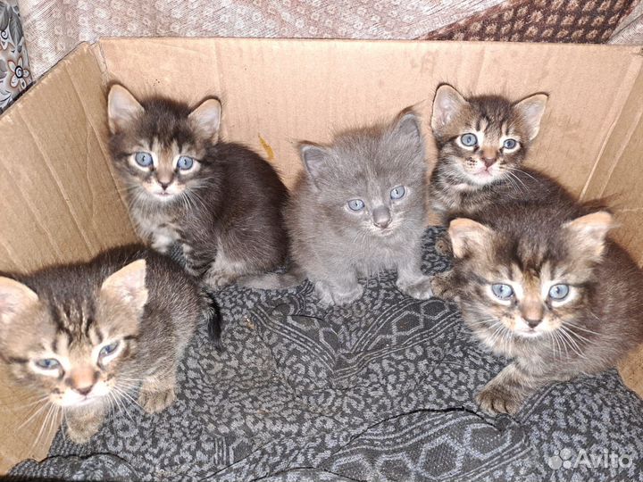 Котята,помесь с британцами