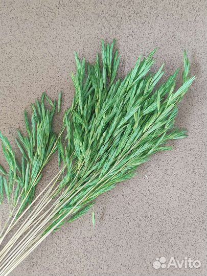 Сухоцвет костер