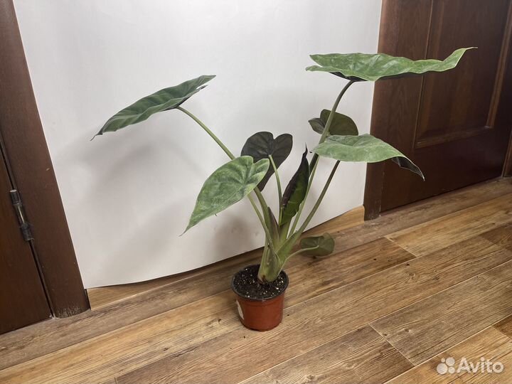 Алоказия полли комнатные цветы