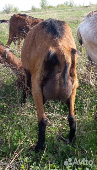 Дойные козы