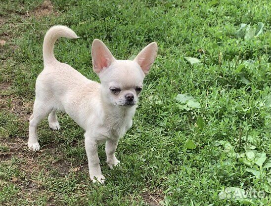 Чихуахуа красивый подрощенный мальчик