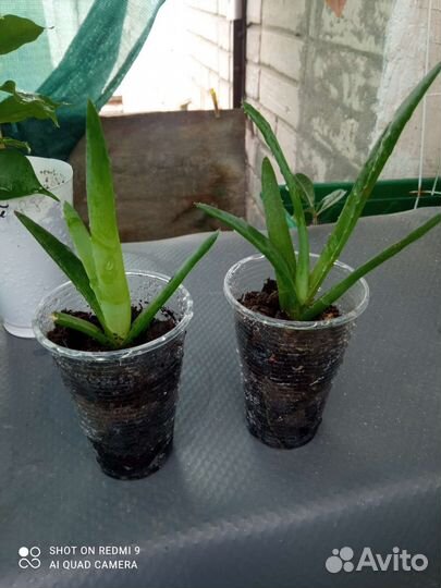 Алоэ 2шт