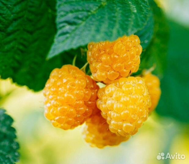 Саженцы желтой малины