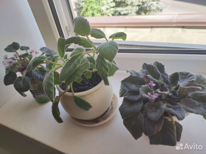 Комнатные цветы, фиалка