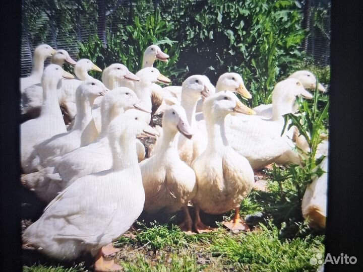 Утята Американка