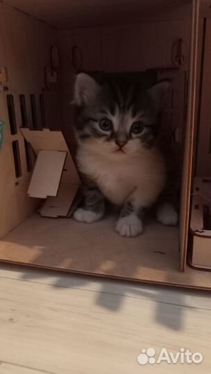Котята отдам даром