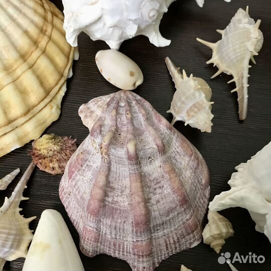 Морские ракушки и коралл