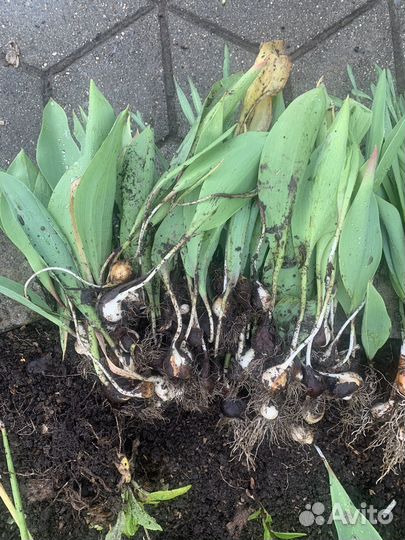 Луковицы тюльпанов