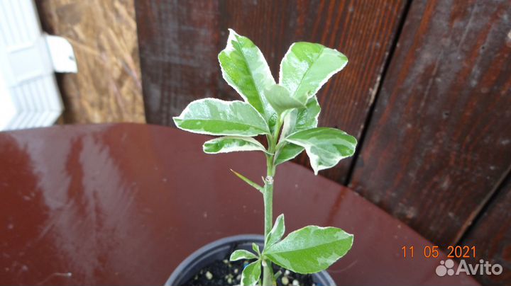 Редкий Сорт Лимона Эврика Вариегатный - 2летка