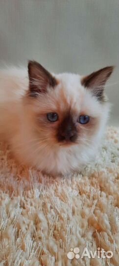 Священная бирма-шоколад пойнт