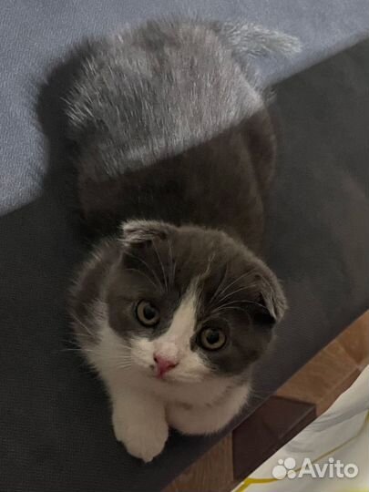 Шотландская вислоухая