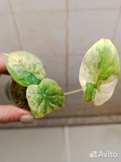 Алоказия Сильвер Дракон вариегатный