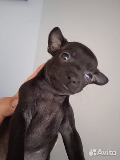 Той-терьер щенки