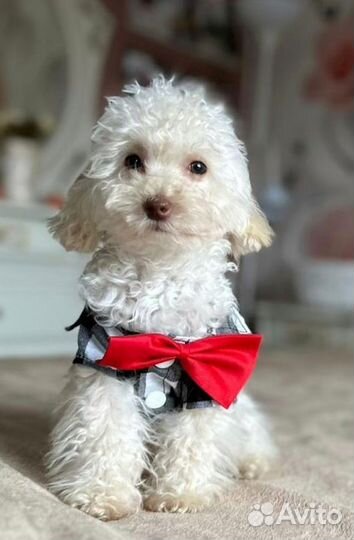 Микро мальчик мальтипу