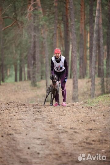 Тренировка собак