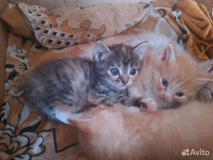 Кошка в дар бесплатно