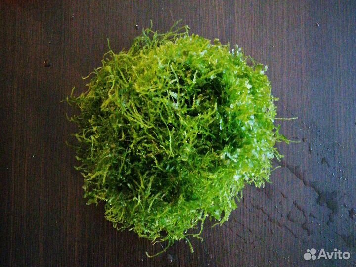 Аквариумные растения