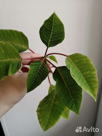 Пуансетия(рождественское дерево) отросток