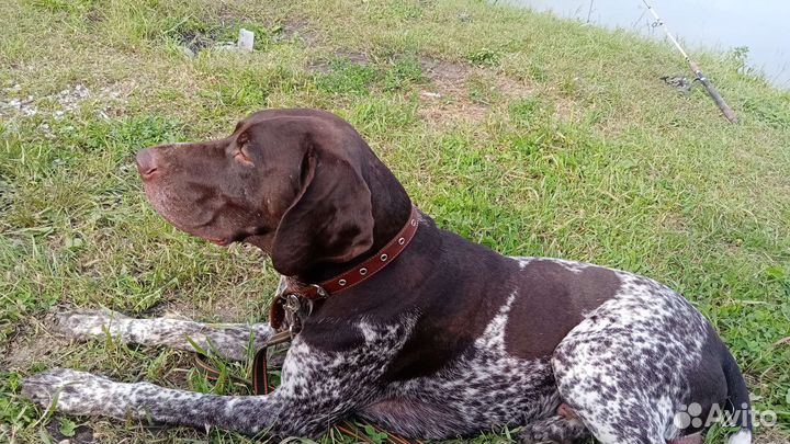 Курцхаар вязка