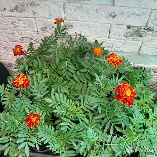 Рассада бархатцев низкорослых