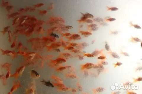 Красный карась