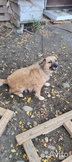 Собака ищет дом