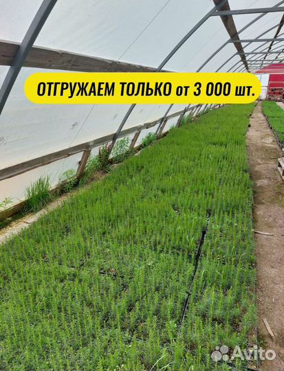 Сеянцы сосны зкс от производителя