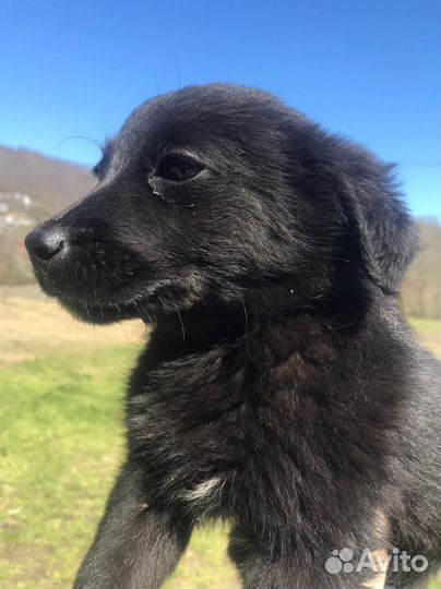 Собака щенки мелкой породы обработаны