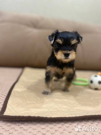 Йоркширский терьер