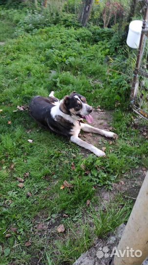 Алабай на случку