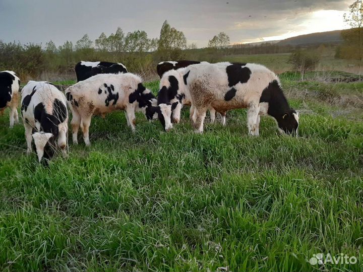 Бычки от 1.5 месяцев