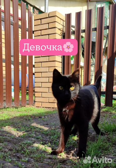 Кошки в добрые руки бесплатно