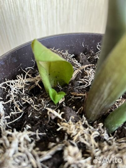 Замиокулькас