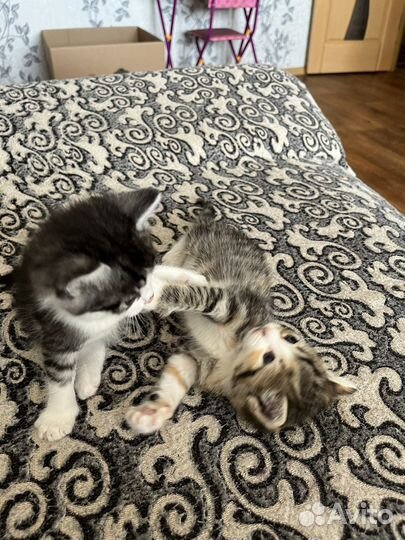 Кошка в дар бесплатно