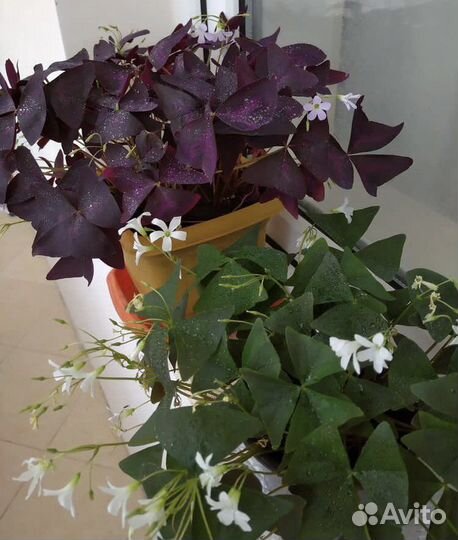 Комнатные растения: кислица(Оксалисы)