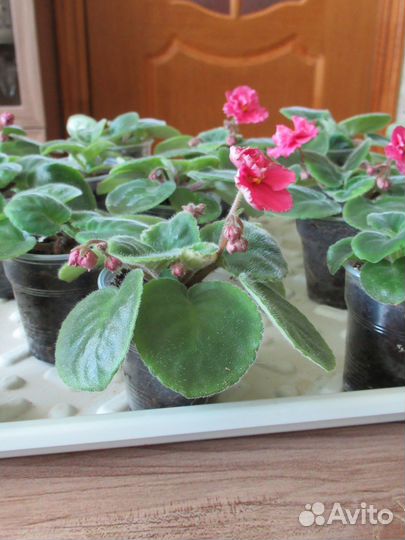 Молодые фиалочки